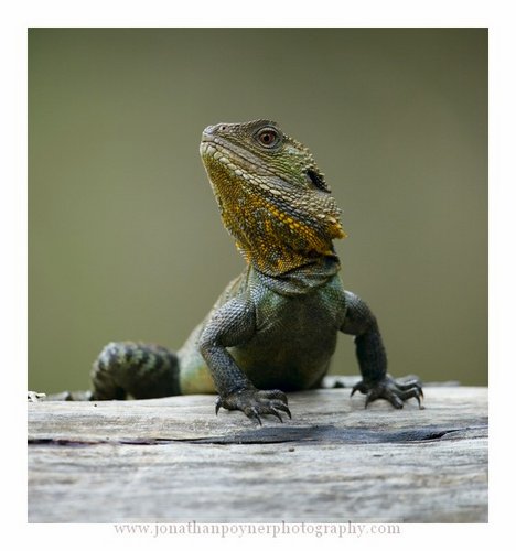 water dragon